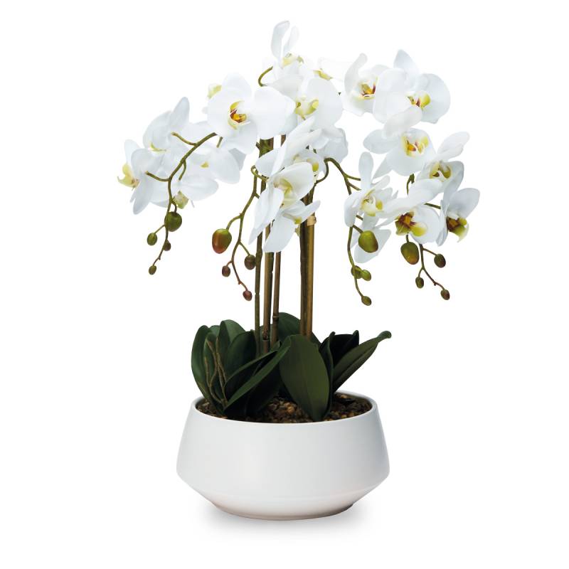 Pianta Henriette Orchidea 4 Rami Vaso Real Touch Bianco 20x55 cm D18693
