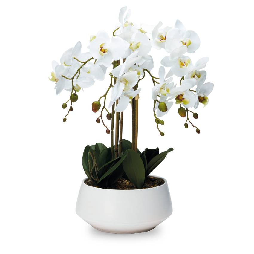 Pianta Henriette Orchidea 4 Rami Vaso Real Touch 20x55m D18963