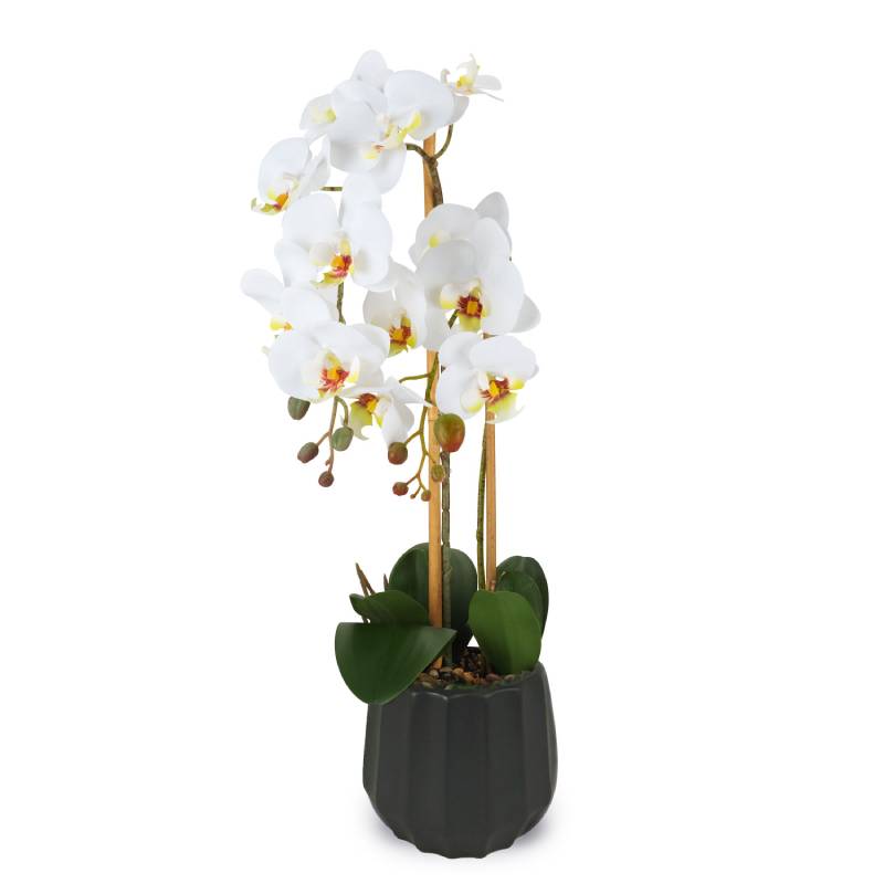 Pianta Henriette Orchidea 2 Rami Vaso Real Touch Nero 15x55 cm D18974